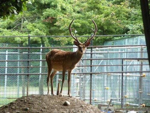 エゾシカの最近