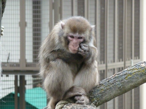 閉園中の動物たち（ごく一部・・・）