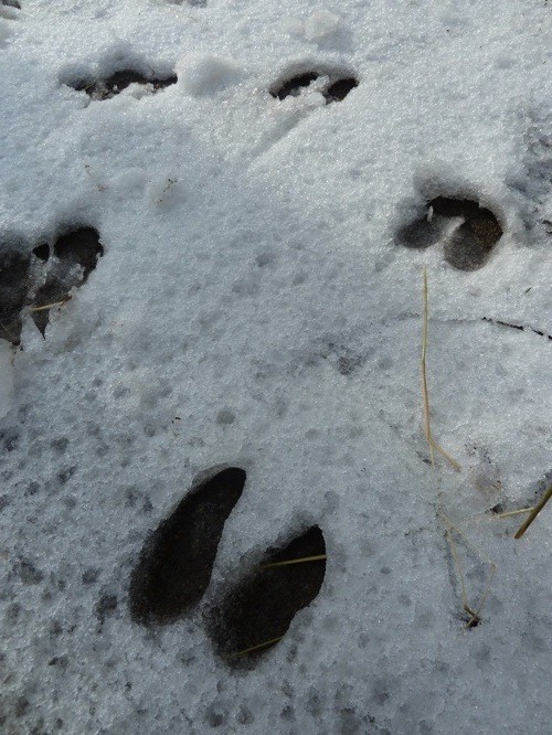 初積雪かな