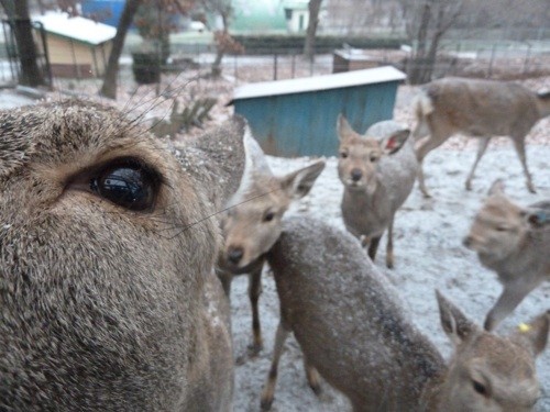 冬期開園初日は・・・雪?!