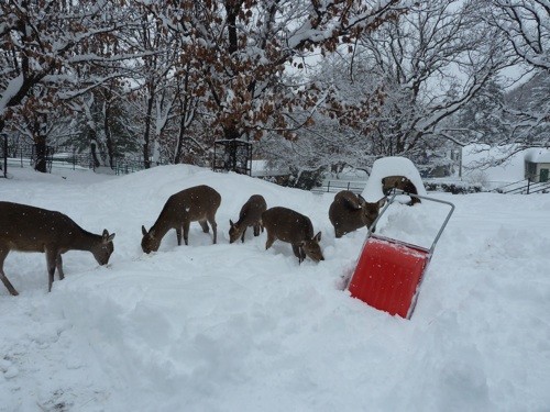 大雪のエゾシカ編