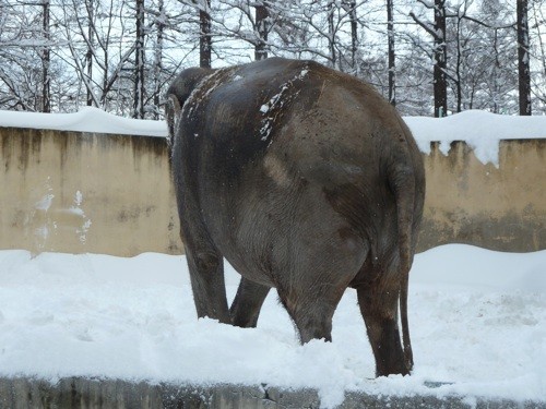 大雪のゾウ編