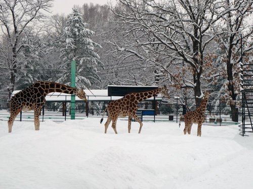 除雪機を脱輪した犯人は私です。