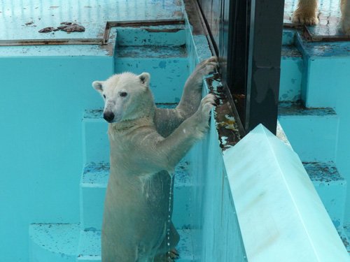 閉園中の動物第1弾はアイラです