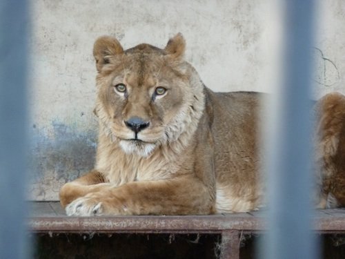 閉園中の動物第２弾はエルザ姐さん