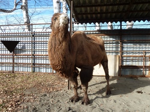 閉園中の動物第３弾　ボス