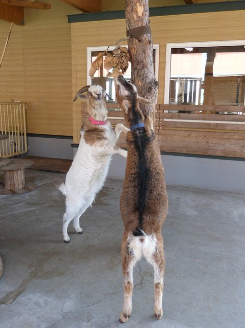 ちびっこふぁーむの2本柱