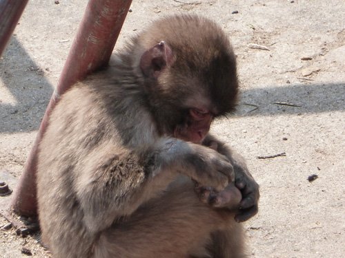 サル山は個性豊か