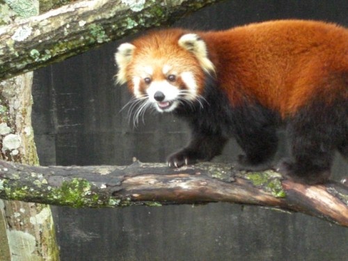 釧路動物園♪