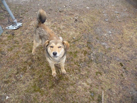 現場からわんちゃん