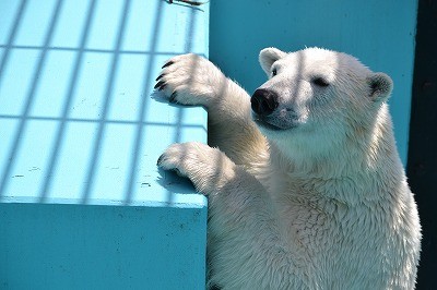 取り急ぎ写真、数枚を