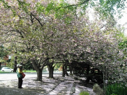 北海道庁の八重桜