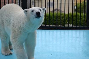 ７月３日　イコロ、ウォーキングからの飛び込み