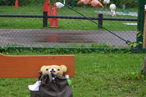 おびひろ動物園とカネスケ