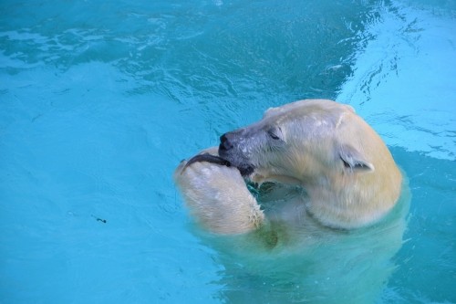 キロル、水中ウォーキング編