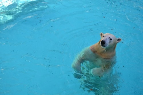 今年もクマりますよー