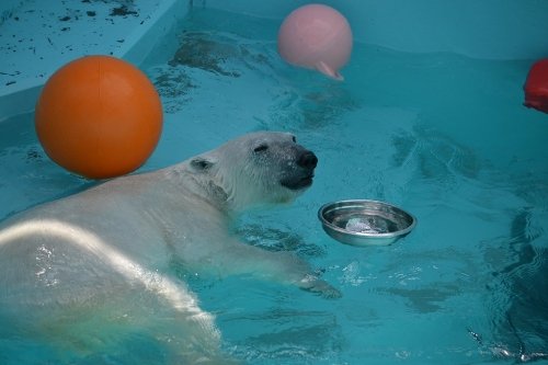 アイラのお気に入りイロイロ