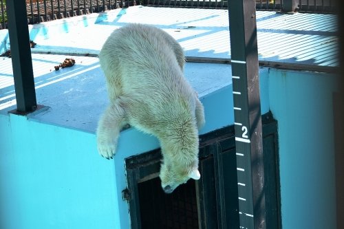 プールの水　入れ替え中