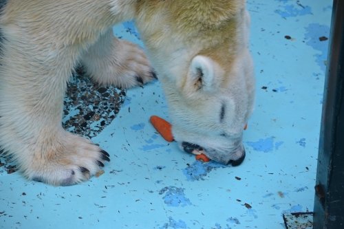 お食事後のイコロ