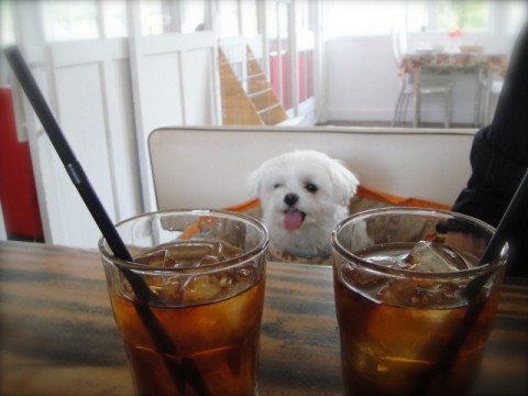 ワンコ服 始めました(*￣(エ)￣*)とカフェ・ハッチさん♪♪