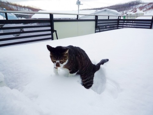 ドカ雪(;゜゜)ワーッ!