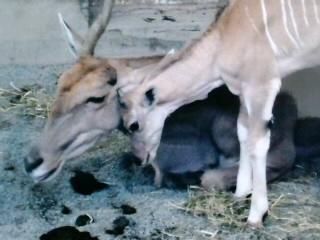 ラッシュちゃん母娘～12/18*円山動物園①