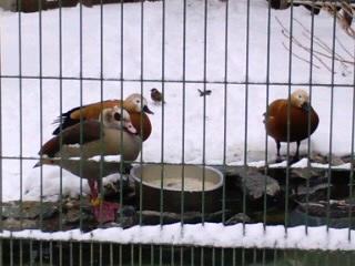 マサヒロくんがいたなんて～12/18*円山動物園②