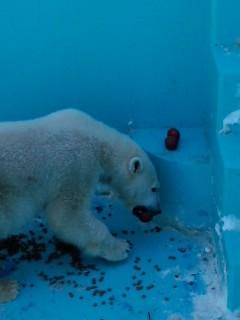 2010年おびひろ動物園のほっこりさん達