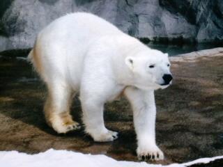 地震の頃の私は…③放飼場側からのピリカちゃん編