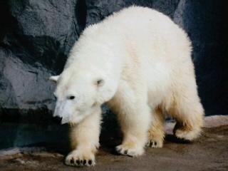 地震の頃の私は…④サツキちゃん編