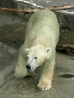 10/1・浜松市動物園*正午までのキロル