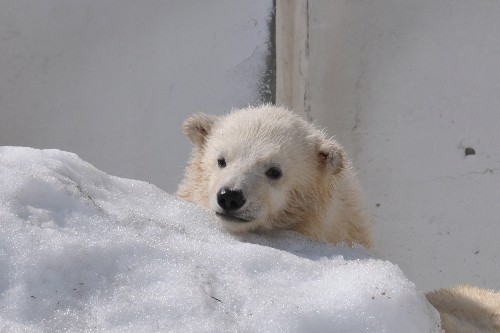 ４月１日～ララと赤ちゃんの続き・１