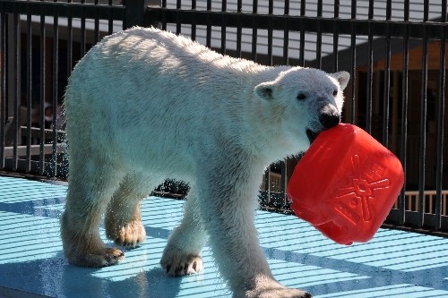 ４月３０日～おびひろ動物園・イコロ～９時から１２時まで