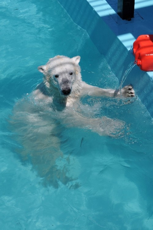 ４月３０日～おびひろ動物園・イコロ～１２時から１４時前