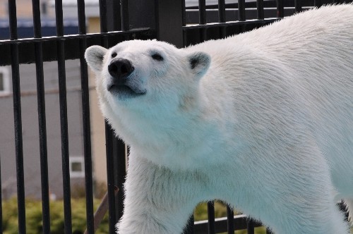 ４月２９日～おびひろ動物園・イコロ～１０時前からガイド前まで