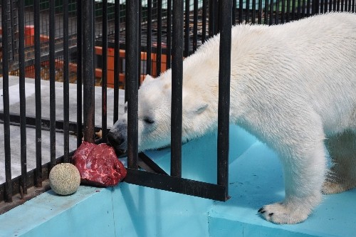 ４月２９日～おびひろ動物園・イコロ～スポットガイド後