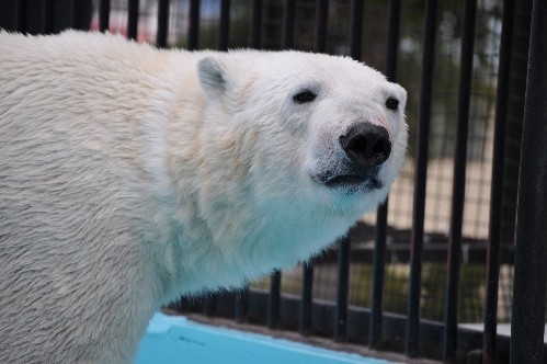 ４月２９日～おびひろ動物園・イコロ～１５時から閉園まで