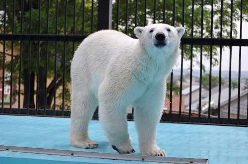 ６月２７日～おびひろ動物園・イコロ～９時台から１１時半まで