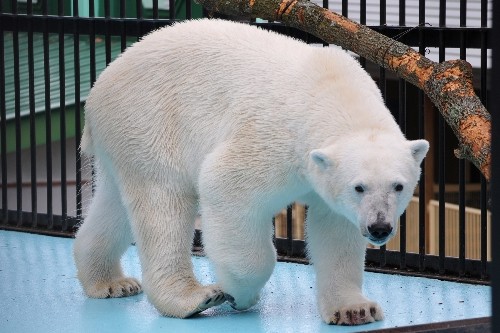 ６月２７日～おびひろ動物園・イコロ～１２時前から１２時台