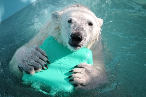 ６月２７日～おびひろ動物園・イコロ～１５時から閉園まで