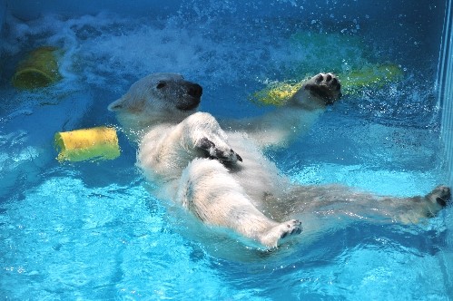 ６月２６日～おびひろ動物園・イコロ～開園から１１時まで