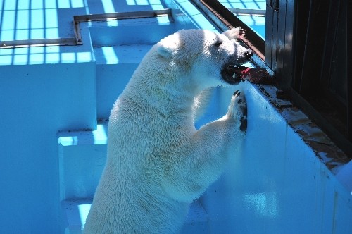 ６月２６日～おびひろ動物園・イコロ～１１時から１２時過ぎ