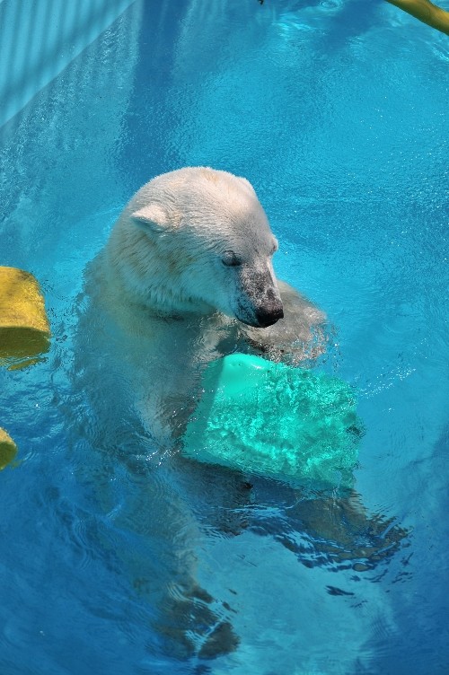 ６月２６日～おびひろ動物園・イコロ～１４時から１５時台