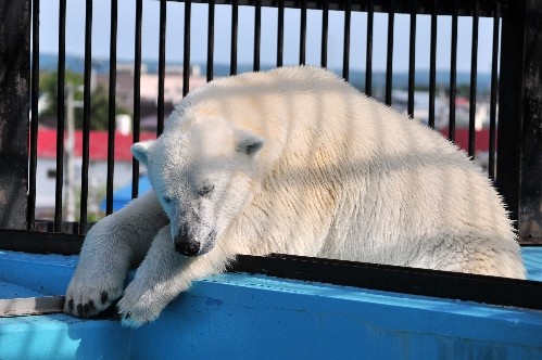 ６月２６日～おびひろ動物園・イコロ～１６時前から閉園まで