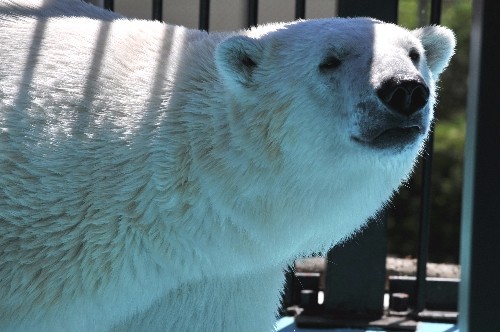 ６月２５日～おびひろ動物園・イコロ～１０時前から１１時過ぎ