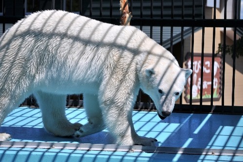 ６月２５日～おびひろ動物園・イコロ～１３時台（スポットガイド）