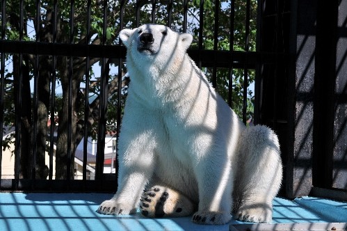 ６月２５日～おびひろ動物園・イコロ～１５時過ぎから閉園まで