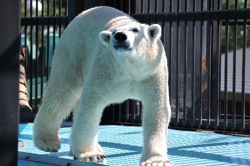 ８月２８日～おびひろ動物園・イコロ～開園から１１時まで