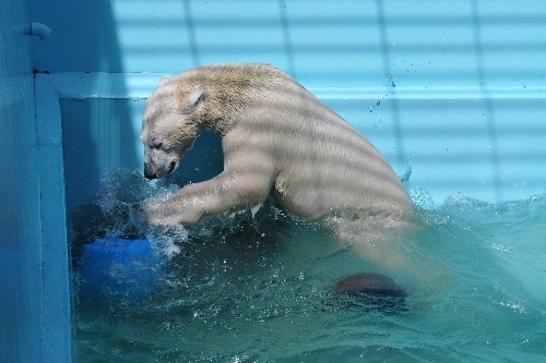 ８月２８日～おびひろ動物園・イコロ～１２時台から１４時まで