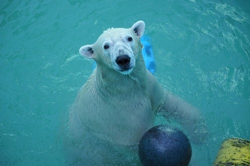 ８月２８日～おびひろ動物園・イコロ～１５時半から閉園まで